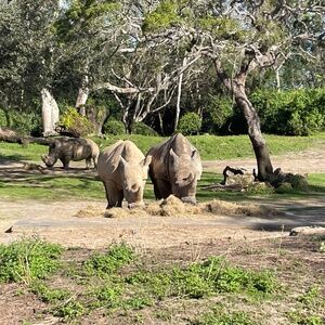 Meet your Posher, Peter